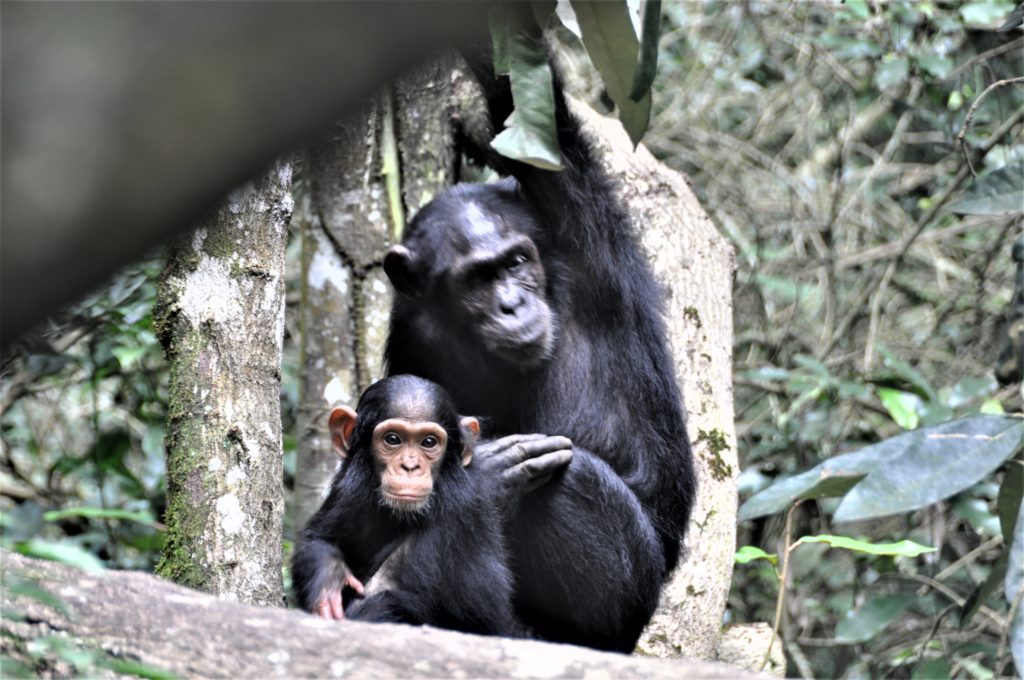 Reiseblogg, Uganda, sjimpanser, Unike Reiser