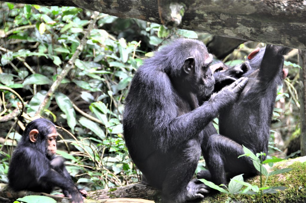 Reiseblogg, Uganda, sjimpanser, Unike Reiser