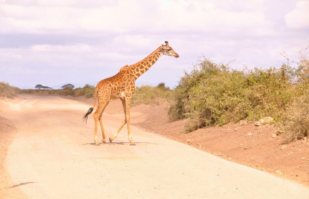 Reiseblogg, Kenya, safari, Afrika, Unike Reiser
