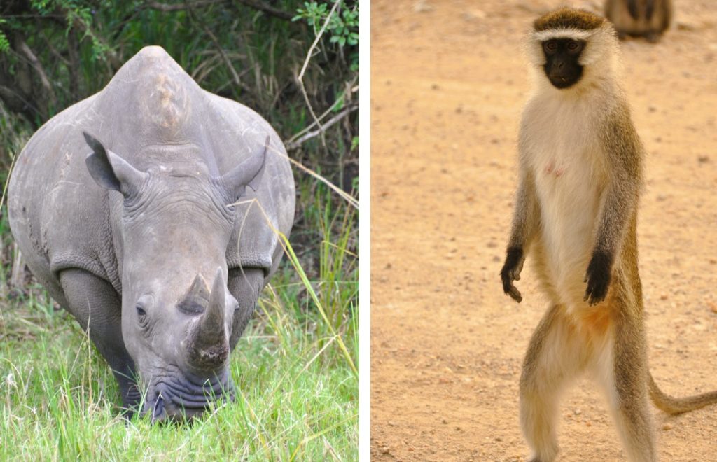 Reiseblogg, Kenya, Nairobi nasjonalpark, safari, Unike Reiser