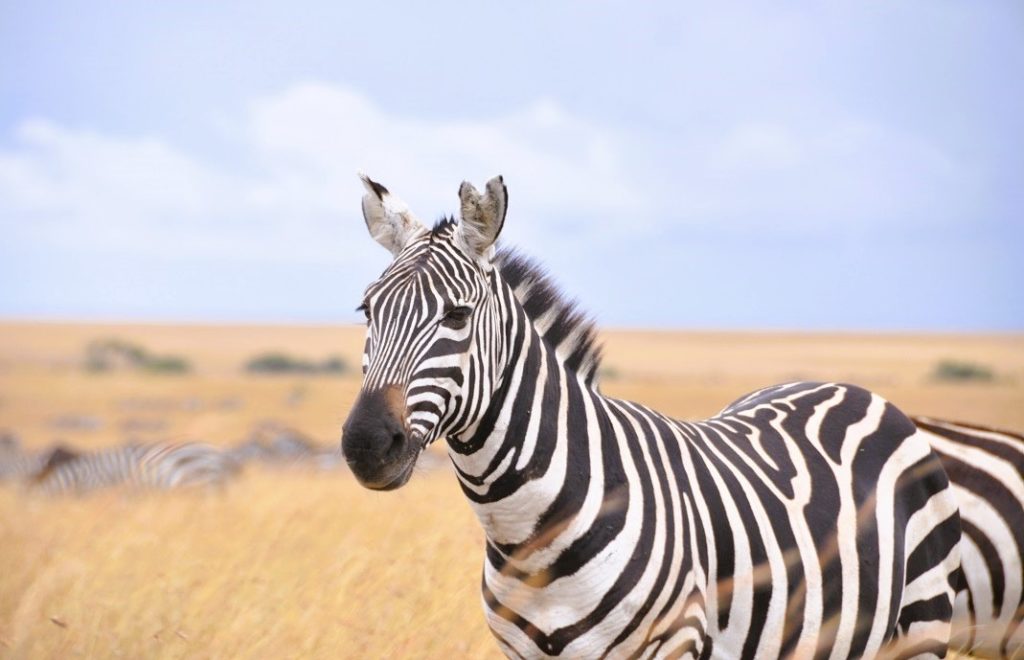 Reiseblogg, Kenya, safari, Masai Mara, Unike Reiser