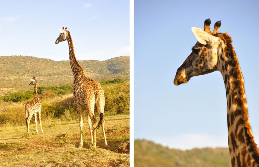 Reiseblogg, Kenya, safari, Masai Mara, Unike Reiser