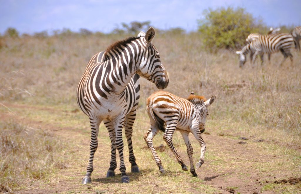 Reiseblogg, Kenya, Nairobi nasjonalpark, safari, Unike Reiser