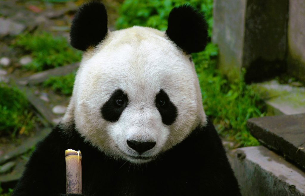 Reiseblogg, Kina, panda, Unike Reiser