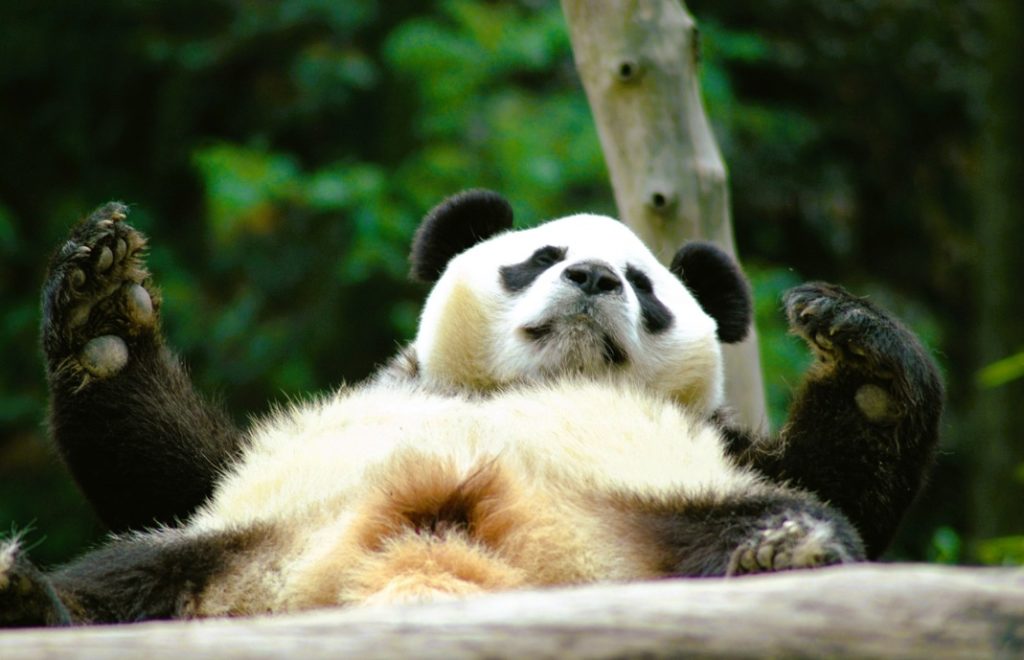 Reiseblogg, Kina, panda, Unike Reiser
