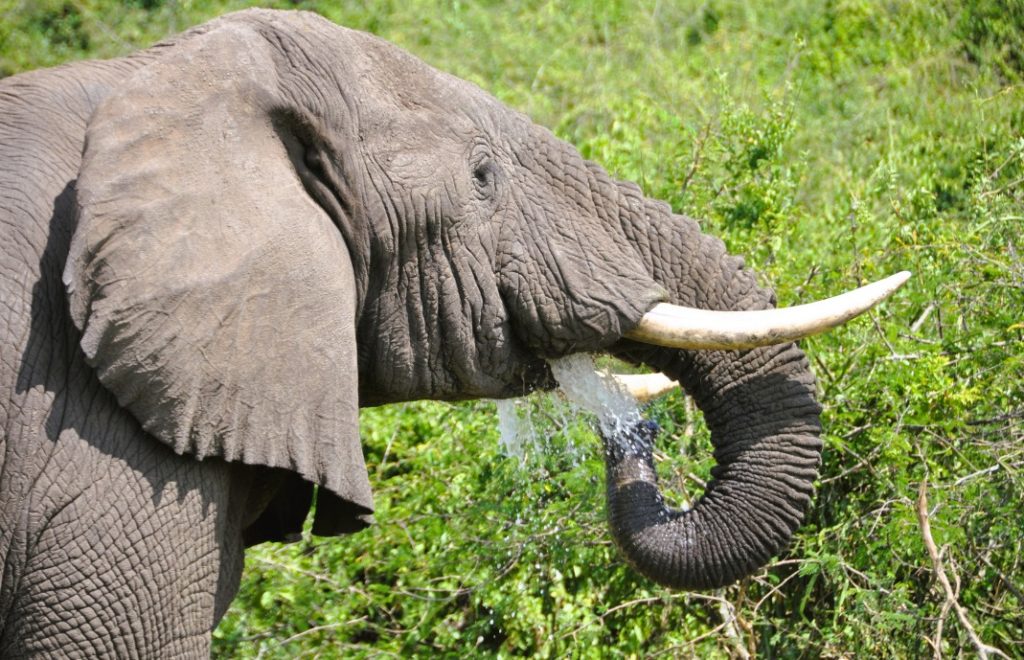 Reiseblogg, Afrika, elefant, Kenya, Uganda, Sør-Afrika, safari, Unike Reiser