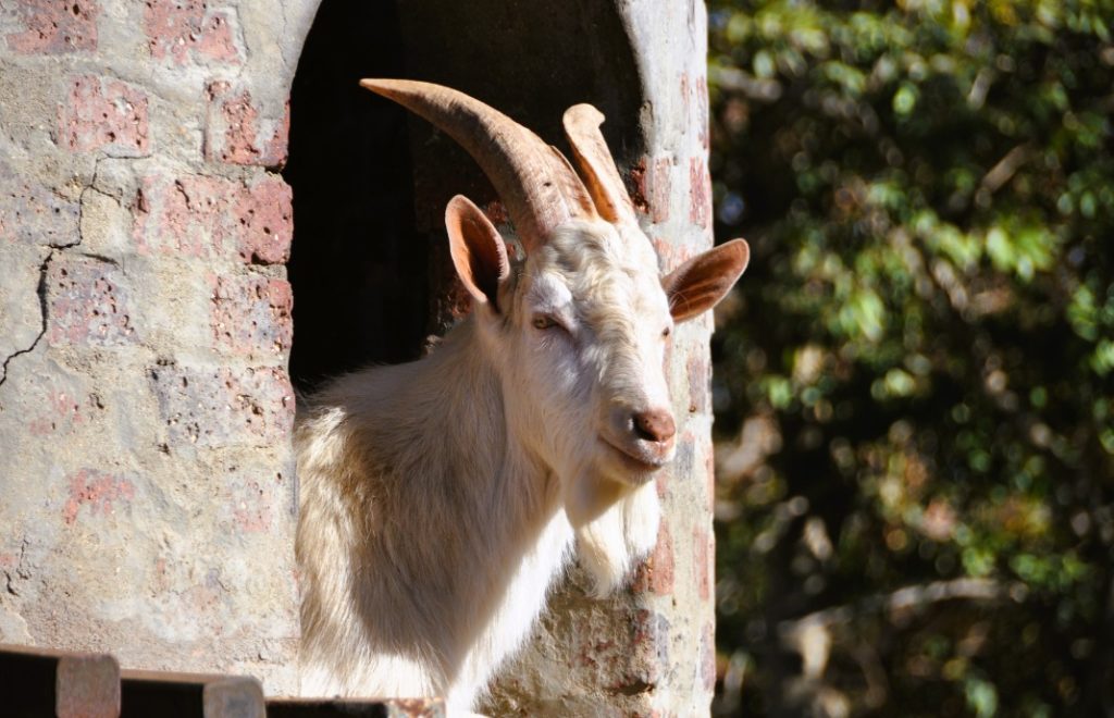 Reiseblogg, Sør-Afrika, Paarl, Goat tower, Unike Reiser