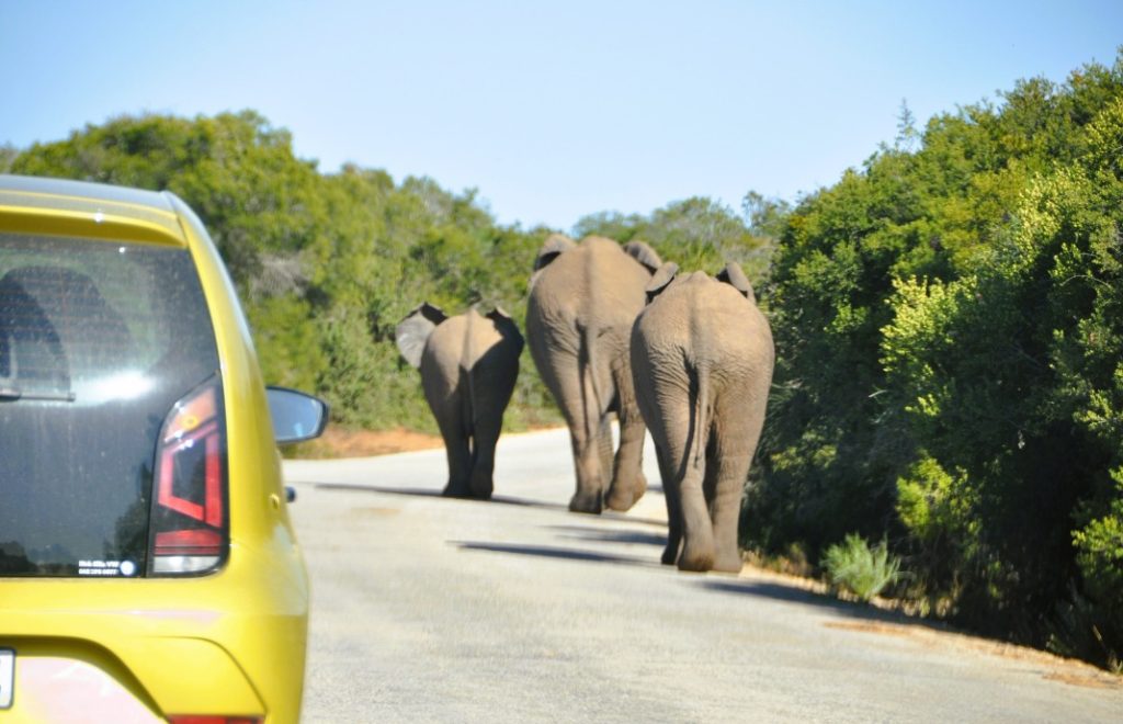 Reiseblogg, Sør-Afrika, Addo Elephant Park, safari, Unike Reiser