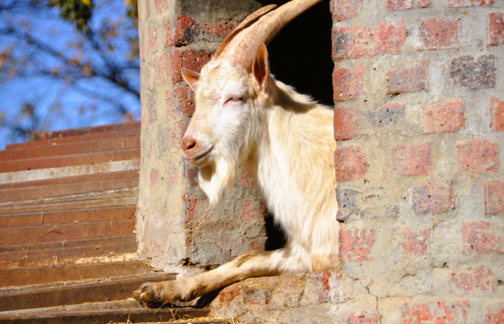 Reiseblogg, Sør-Afrika, Paarl, Goat tower, Unike Reiser