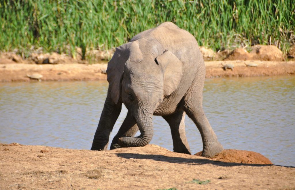 Reiseblogg, Sør-Afrika, Addo Elephant Park, safari, Unike Reiser
