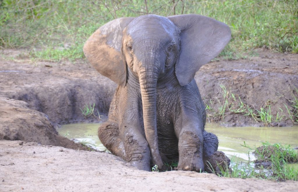 Reiseblogg, Afrika, elefant, Kenya, Uganda, Sør-Afrika, safari, Unike Reiser