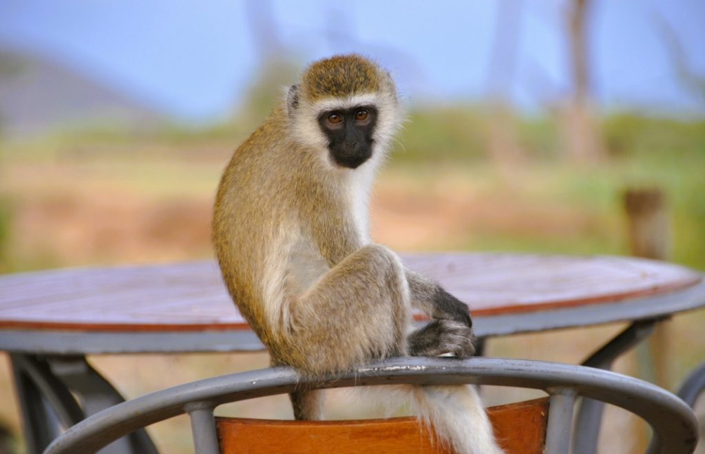 Reiseblogg, Kenya, Samburu National Park, safari, Unike Reiser