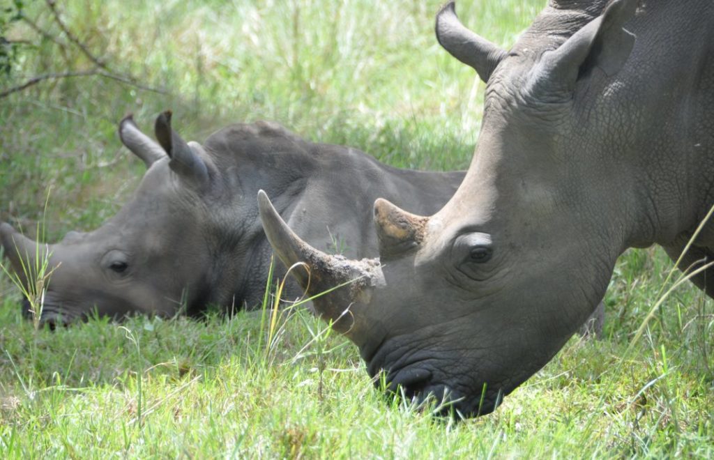 Reiseblogg, Afrika, De fem store, safari, Unike Reiser