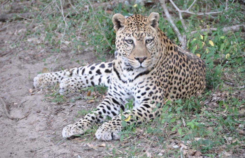Reiseblogg, Afrika, De fem store, safari, Unike Reiser