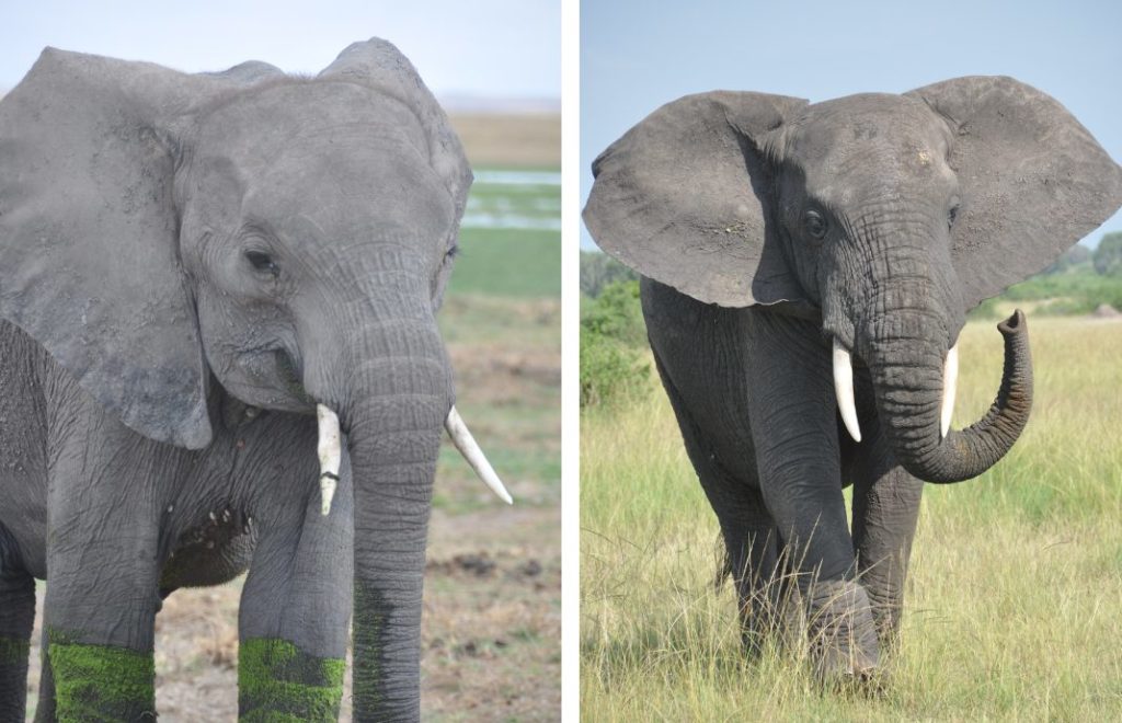 Reiseblogg, Afrika, De fem store, safari, Unike Reiser