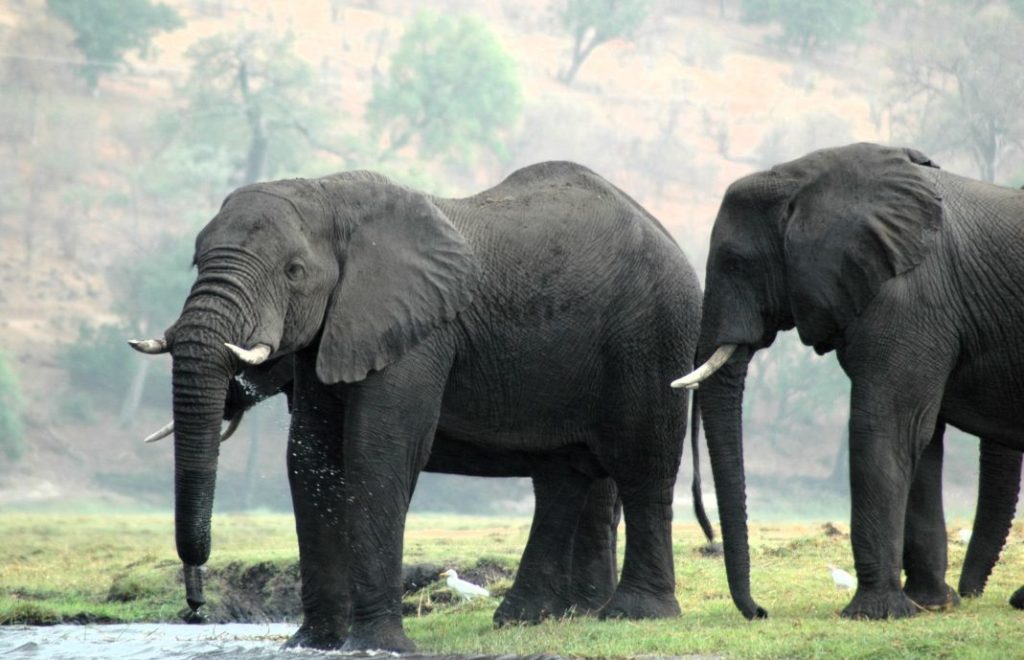 Reiseblogg, Afrika, safari, elefanter, Unike Reiser