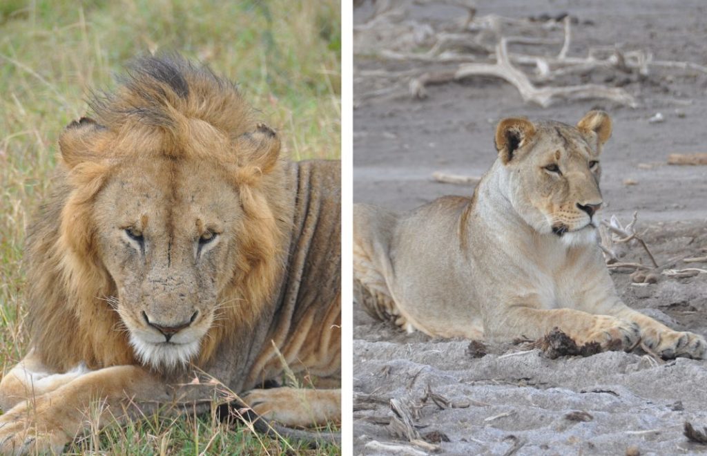 Reiseblogg, Afrika, De fem store, safari, Unike Reiser