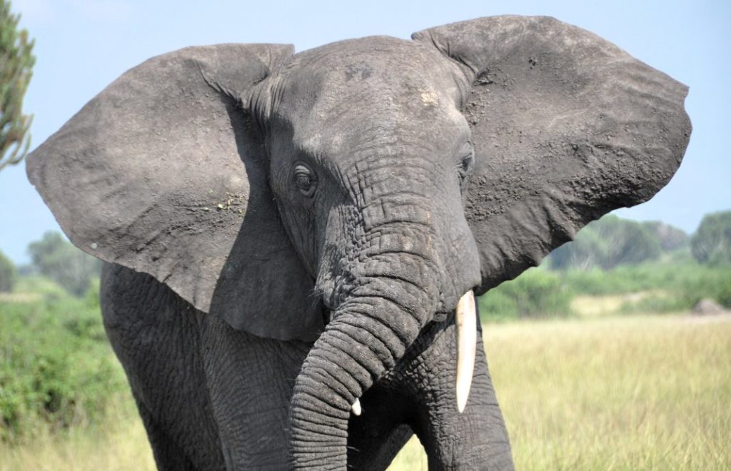 Reiseblogg, Afrika, safari, elefanter, Unike Reiser