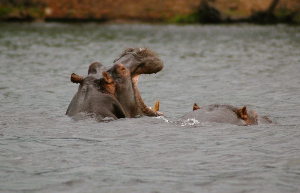 Reiseblogg, Afrika, flodhest, safari, Unike Reiser