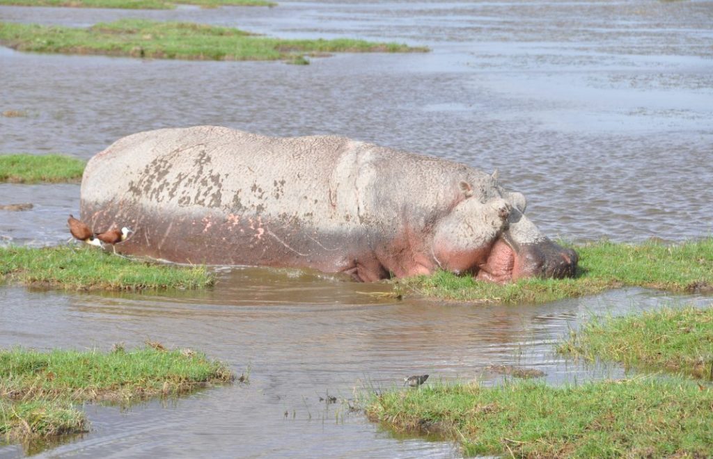 Reiseblogg, Afrika, flodhest, safari, Unike Reiser