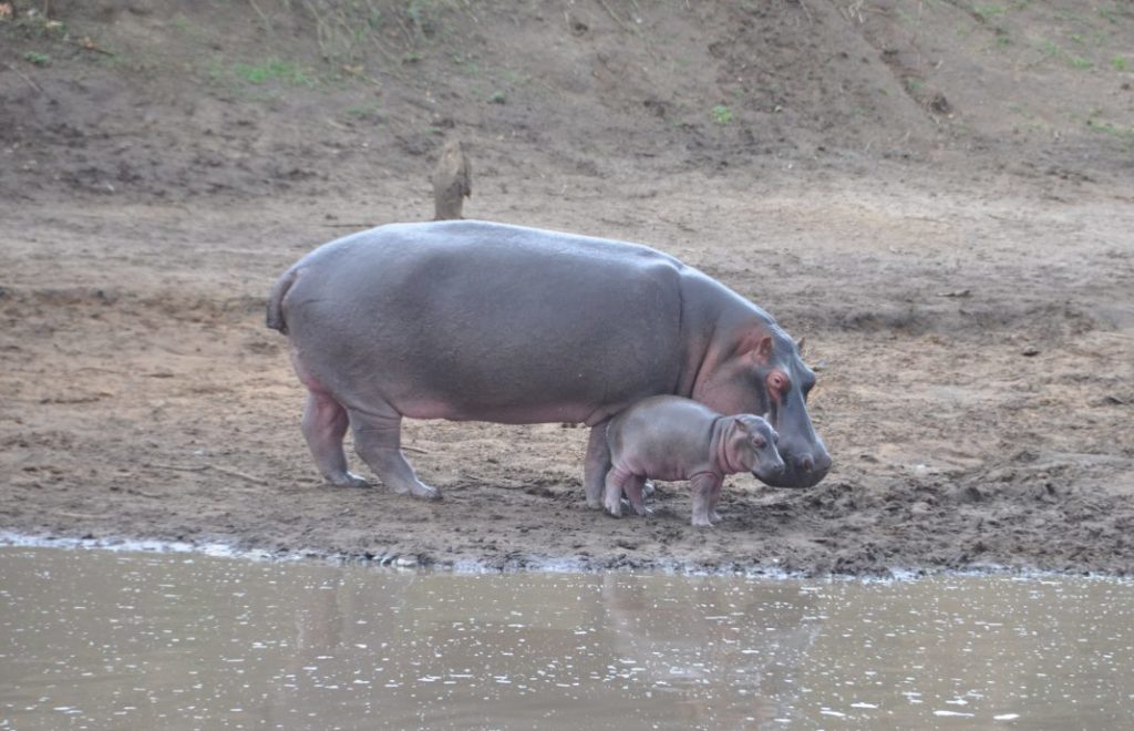 Reiseblogg, Afrika, flodhest, safari, Unike Reiser