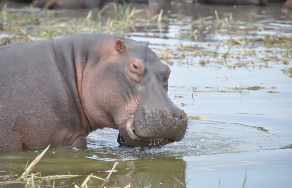 Reiseblogg, Afrika, flodhest, safari, Unike Reiser