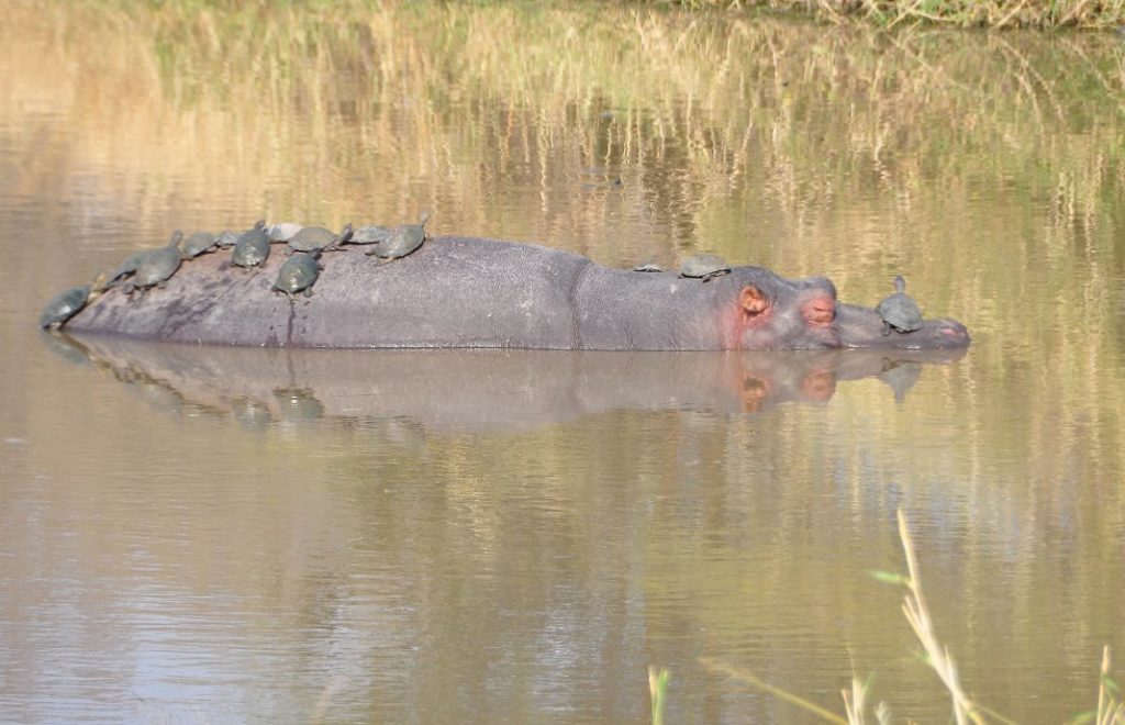 Reiseblogg, Afrika, flodhest, safari, Unike Reiser