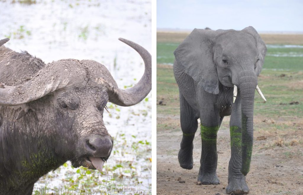Reiseblogg, Kenya, safari, Amboseli nasjonalpark, Unike Reiser