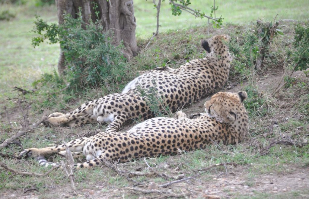 Reiseblogg, Kenya, safari, Masai Mara nasjonalpark, Unike Reiser