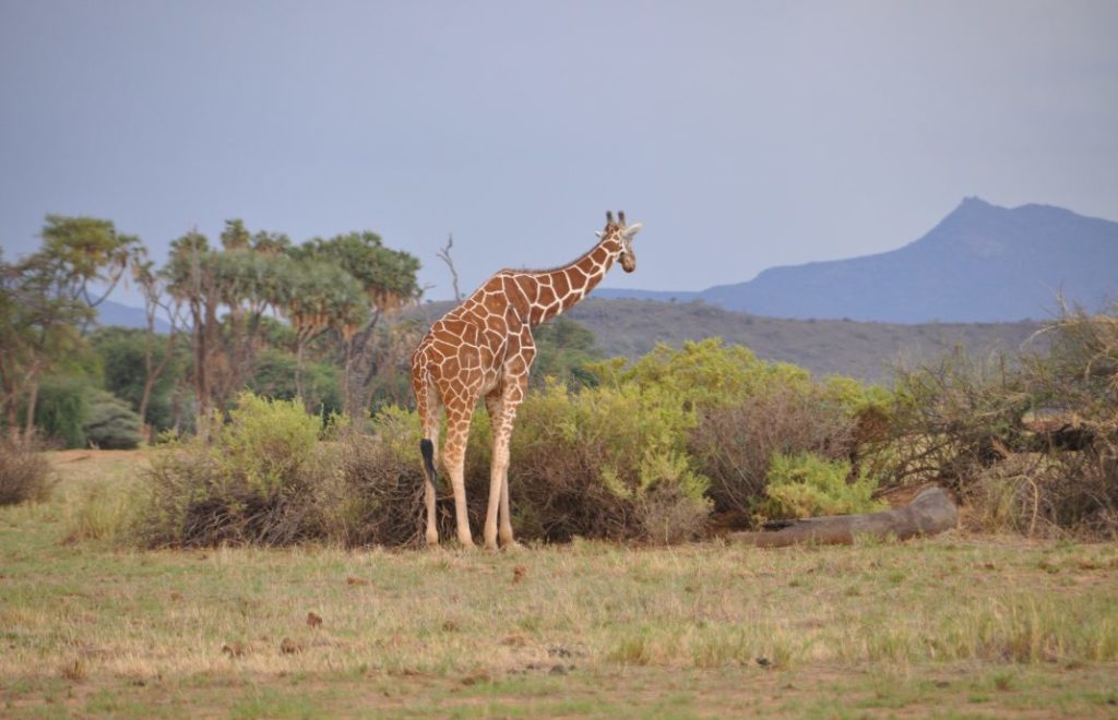Reiseblogg, Kenya, safari, Samburu nasjonalpark, Unike Reiser