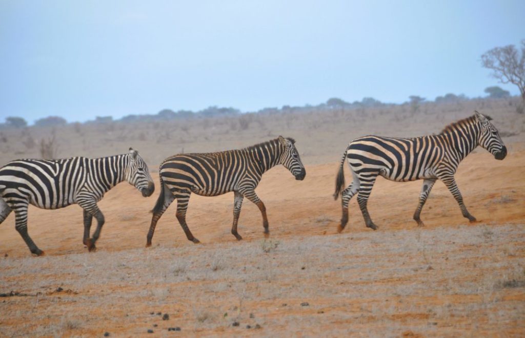 Reiseblogg, Kenya, safari, Tsavo East nasjonalpark, Unike Reiser