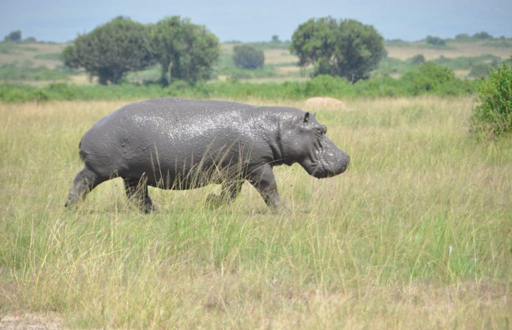 Reiseblogg, Uganda, safari, Queen Elizabeth national park, Afrika, Unike Reiser