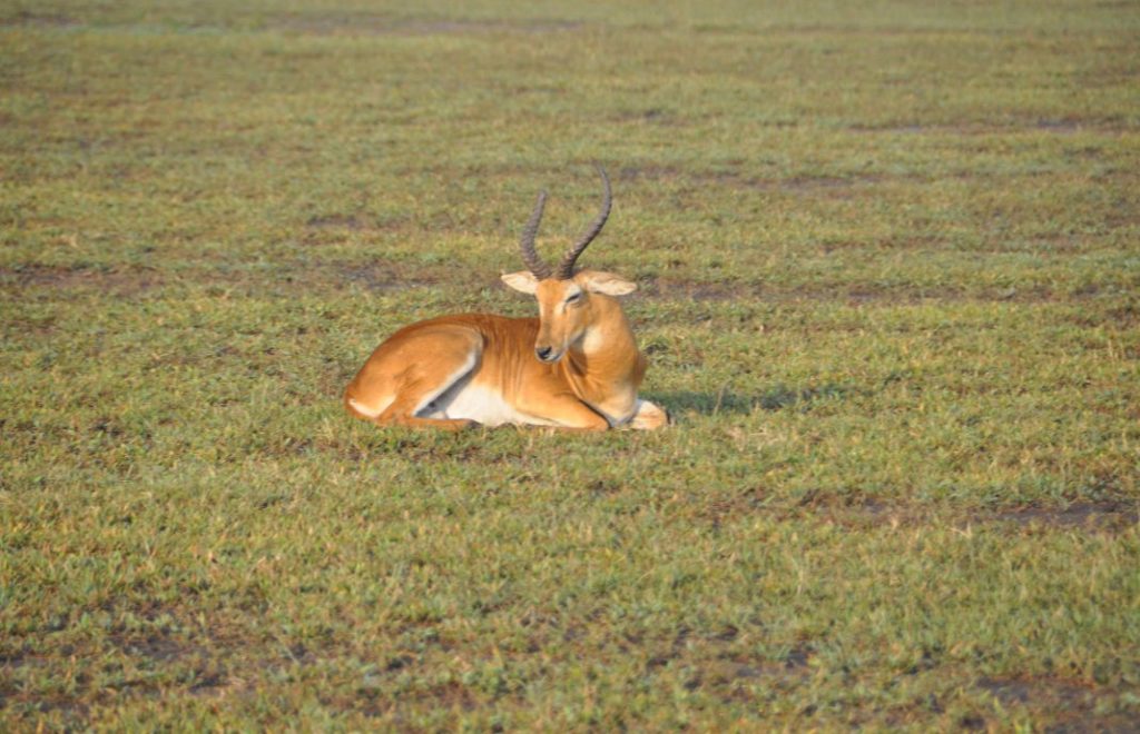 Reiseblogg, Uganda, safari, Queen Elizabeth national park, Afrika, Unike Reiser