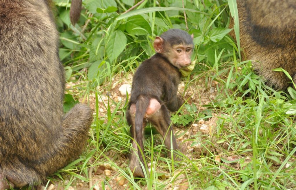 Reiseblogg, Uganda, safari, Queen Elizabeth national park, Afrika, Unike Reiser