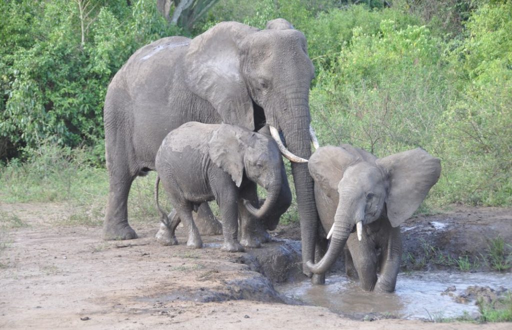 Reiseblogg, Uganda, safari, Queen Elizabeth national park, Afrika, Unike Reiser