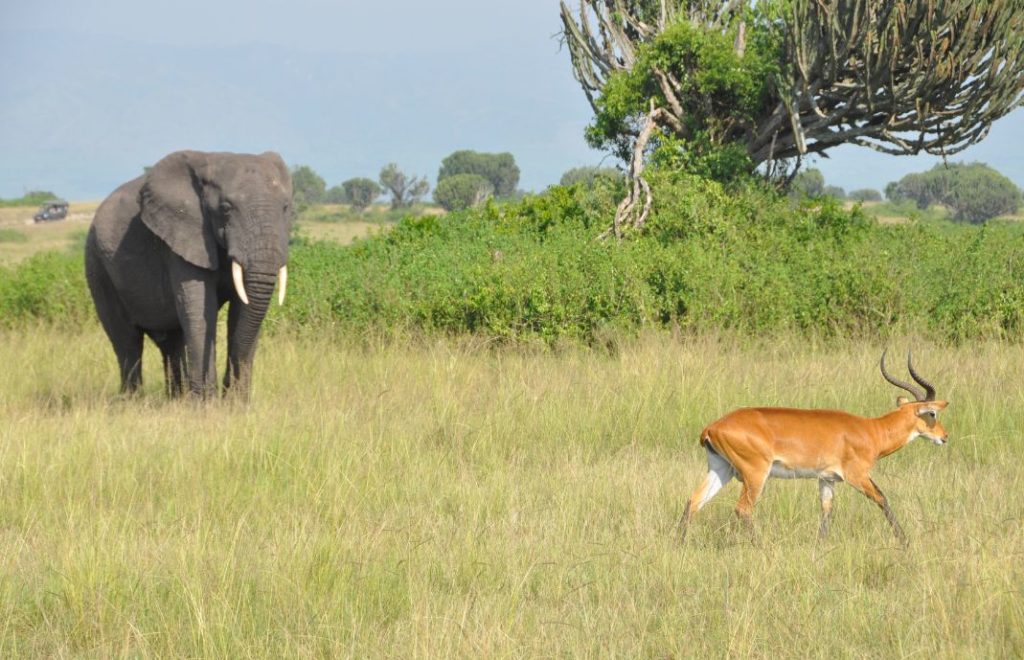 Reiseblogg, Uganda, safari, Queen Elizabeth national park, Afrika, Unike Reiser