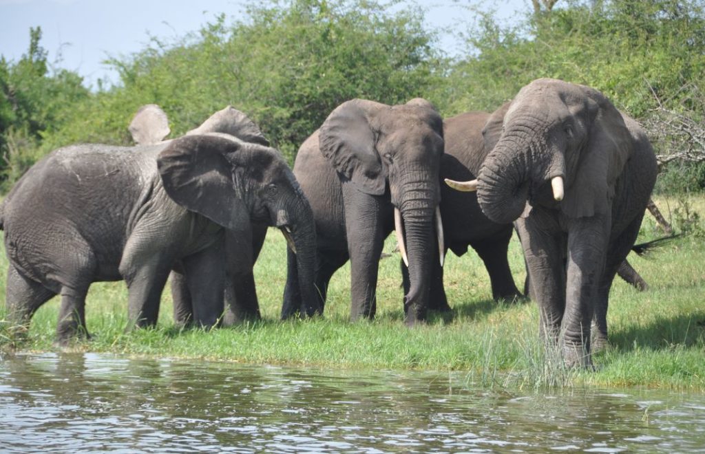 Reiseblogg, Uganda, safari, Queen Elizabeth national park, Afrika, Unike Reiser