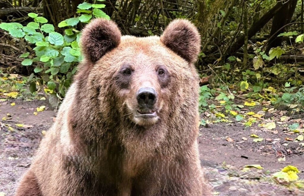 Reiseblogg, Tyskland, Bärenwald Müritz, Bear Sanctuary, Unike Reiser