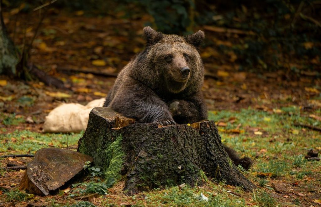 Reiseblogg, Tyskland, Bärenwald Müritz, Bear Sanctuary, Unike Reiser