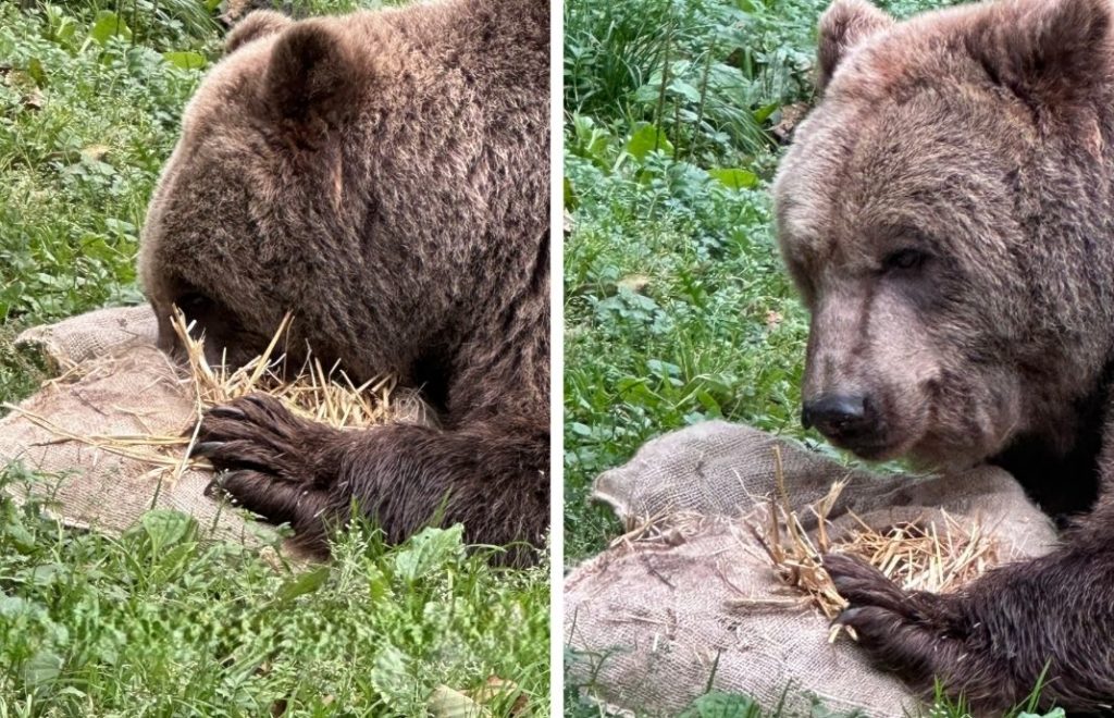 Reiseblogg, Tyskland, Bärenwald Müritz, Bear Sanctuary, Unike Reiser