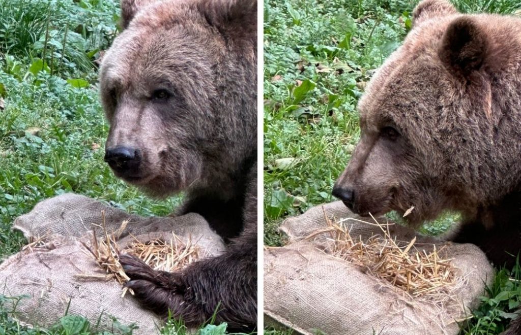 Reiseblogg, Tyskland, Bärenwald Müritz, Bear Sanctuary, Unike Reiser