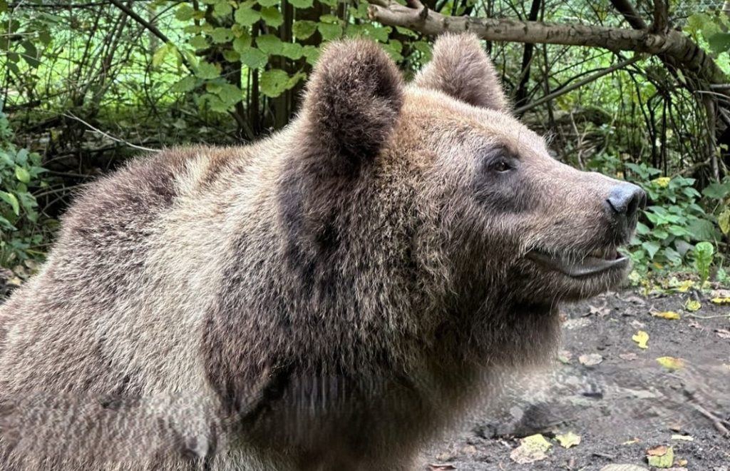 Reiseblogg, Tyskland, Bärenwald Müritz, Bear Sanctuary, Unike Reiser