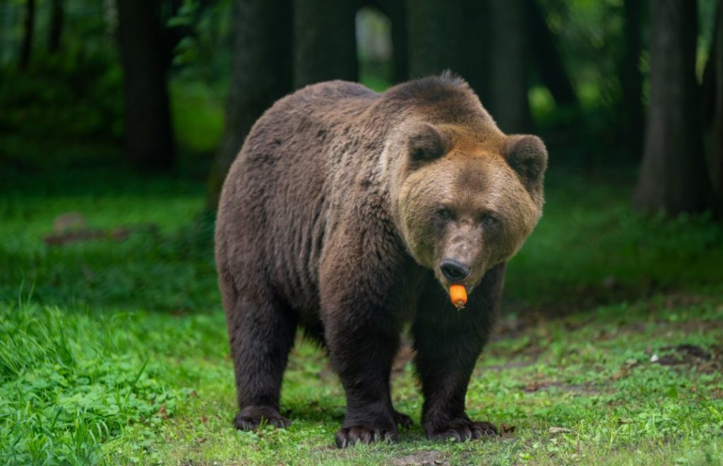 Reiseblogg, Tyskland, Bärenwald Müritz, Bear Sanctuary, Unike Reiser