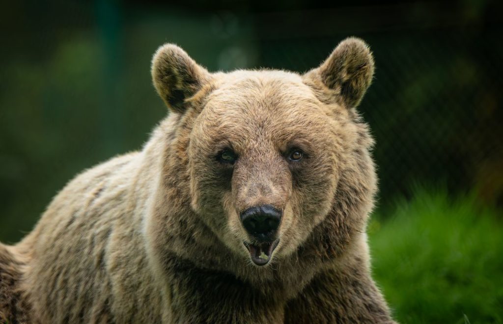 Reiseblogg, Tyskland, Bärenwald Müritz, Bear Sanctuary, Unike Reiser