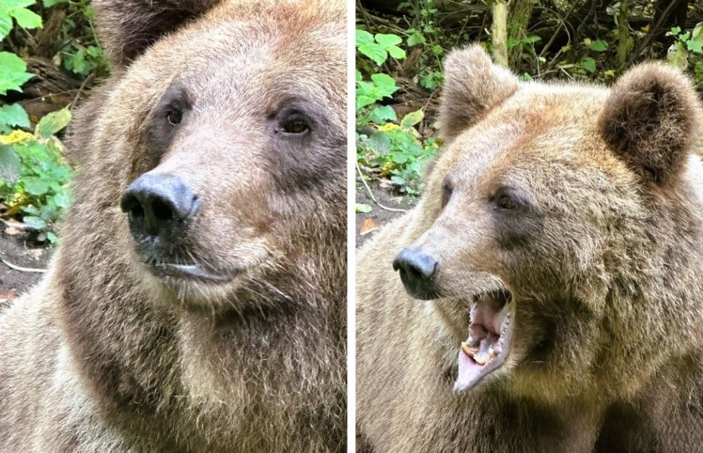 Reiseblogg, Tyskland, Bärenwald Müritz, Bear Sanctuary, Unike Reiser