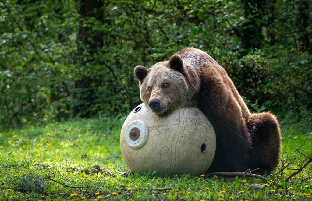 Reiseblogg, Tyskland, Bärenwald Müritz, Bear Sanctuary, Unike Reiser