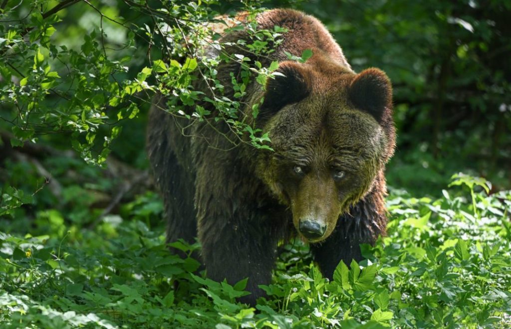 Reiseblogg, Tyskland, Bärenwald Müritz, Bear Sanctuary, Unike Reiser