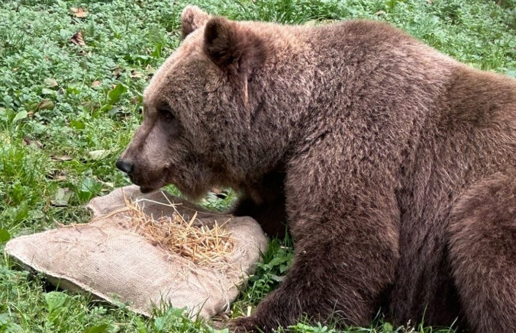 Reiseblogg, Tyskland, Bärenwald Müritz, Bear Sanctuary, Unike Reiser