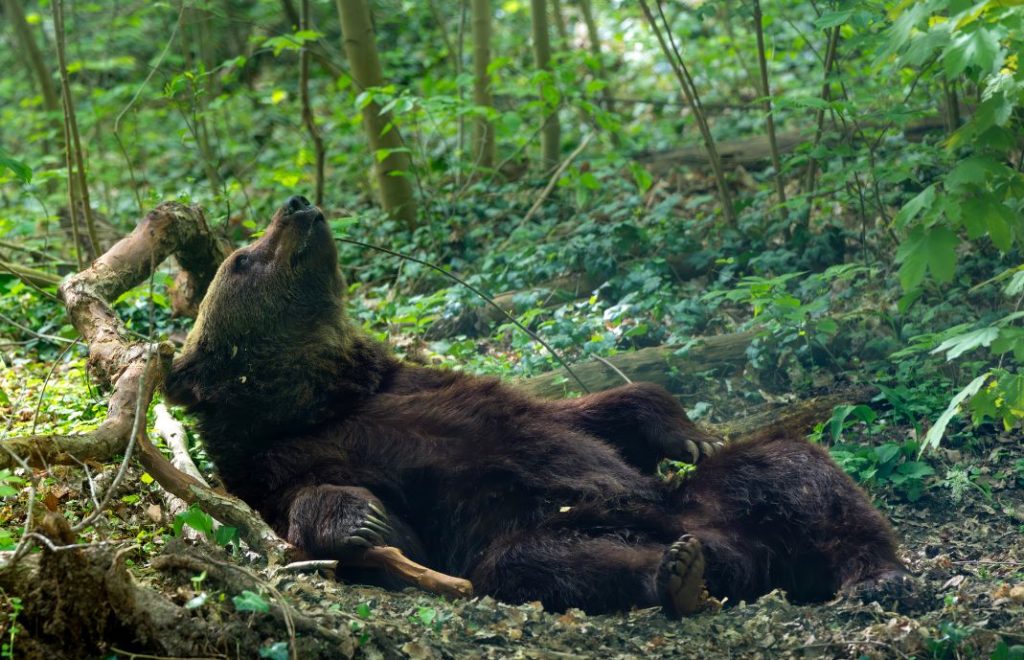 Reiseblogg, Tyskland, Bärenwald Müritz, Bear Sanctuary, Unike Reiser