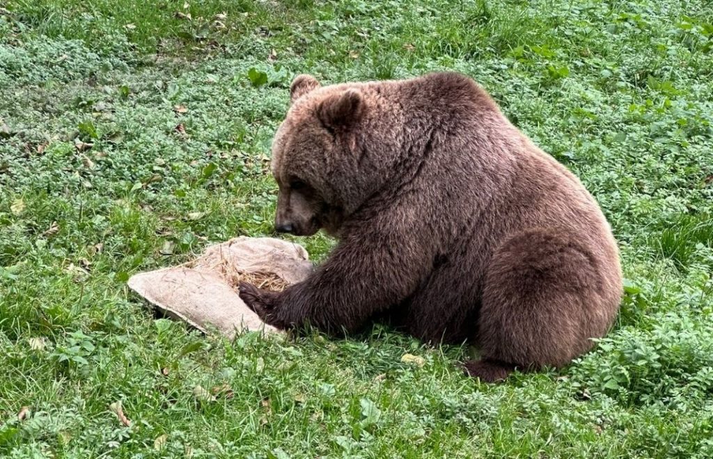 Reiseblogg, Tyskland, Bärenwald Müritz, Bear Sanctuary, Unike Reiser